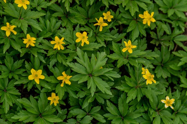 Primeiras Flores Primavera Eranthis Hyemalis Eranthis Hyemalis Uma Planta Encontrada — Fotografia de Stock