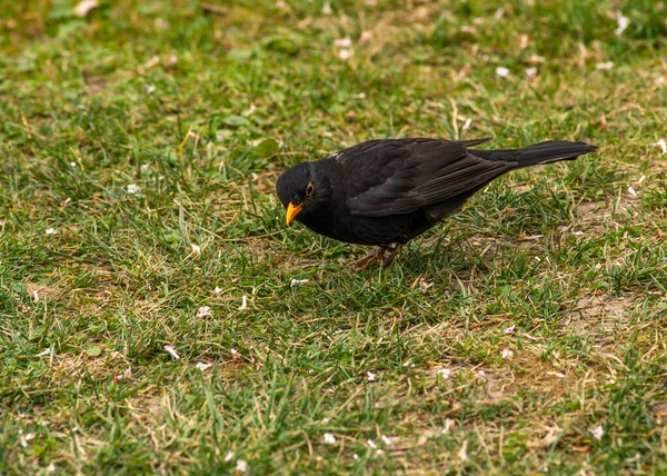 Grand Merle Mâle Turdus Merula Saison Printemps Oiseau Sur Herbe — Photo