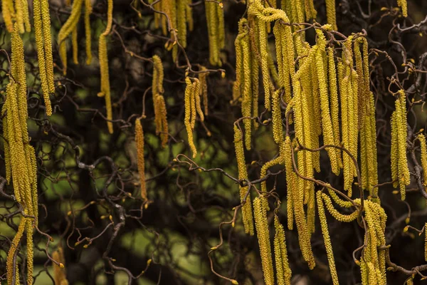 美洲山核桃 Corylus Americana American Hazelnut或American Hazel 是山核桃属的一种落叶灌木 早春时挂在树枝上 山核桃 Corylus — 图库照片