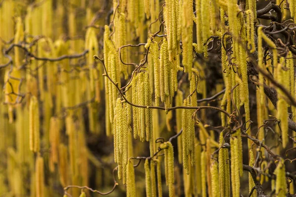 Corylus Americana Americký Lískový Ořech Nebo Americká Líska Druh Listnatého — Stock fotografie