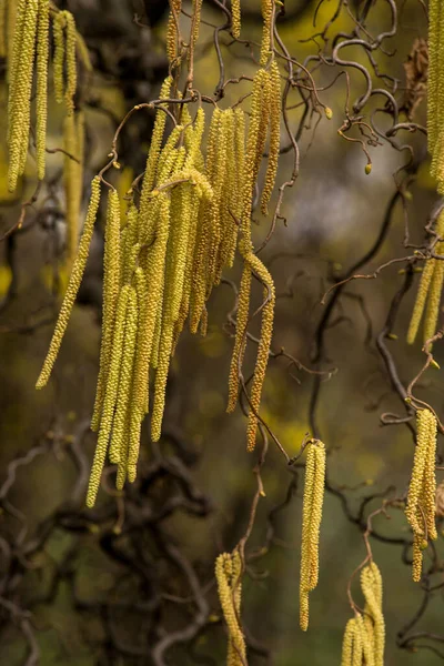 Corylus Americana 아메리카 개미핥기 American Hazelnut 개미핥기 American Hazel 나뭇가지에 — 스톡 사진