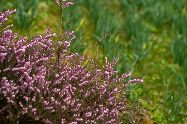 Blooming Heather (calluna Vulgaris, Erica, Ling) In Forest. Stock