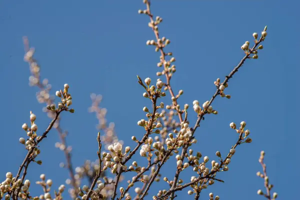사쿠라 Prunus Serrulata Kanzan Sekiyama Natural Light 루마니아 식물원 밭에서 — 스톡 사진