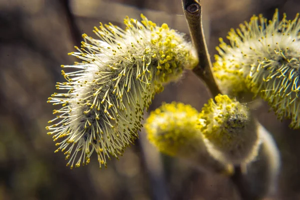Willow branches with green catkins on a blurred background, Pussy willow in daylight. Copy spase. The symbol of Easter and Palm Sunday.