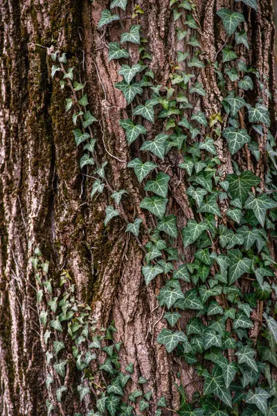 Musgo Verde Árvore — Fotografia de Stock