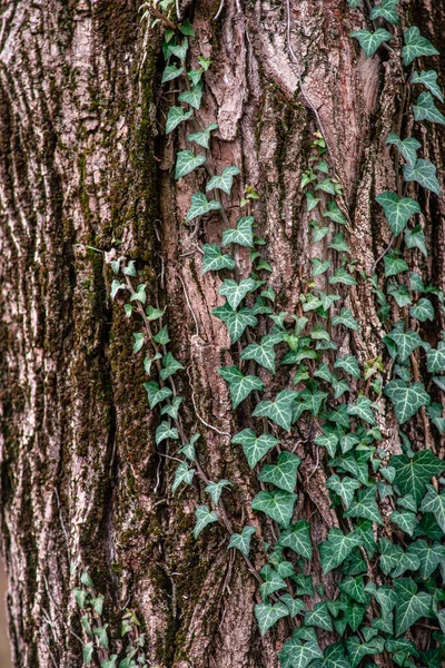 Rinde Eines Baumes Mit Moos — Stockfoto
