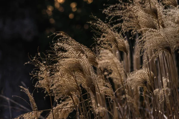 ミスカントス シンエンシス アンダーソン乾燥 日没の早い春にミスカントス シンエンシス 中国の銀草Rすすき草 乙女シルバーグラスは 草本科の開花植物の一種です — ストック写真