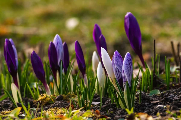 İlkbahar çiçekleri ve canlanan doğa, Güzel Mor, dışarıda ormanda ya da parkta sarı krem crocus. Doğal ortamlarında çiçek açarlar, mutlu Paskalyalar