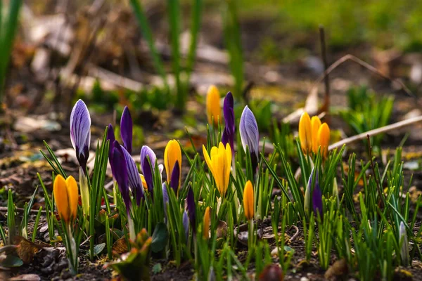 Crocass Primavera Crescendo Flores Natureza Que Ganha Vida Bonito Roxo — Fotografia de Stock