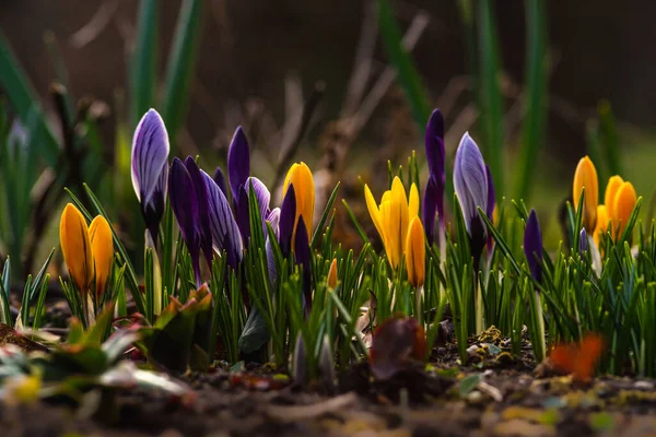 İlkbahar çiçekleri ve canlanan doğa, Güzel Mor, dışarıda ormanda ya da parkta sarı krem crocus. Doğal ortamlarında çiçek açarlar, mutlu Paskalyalar
