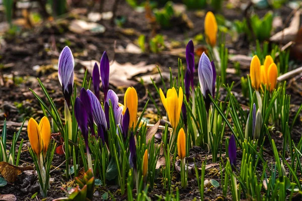 Crocass Primavera Crescendo Flores Natureza Que Ganha Vida Bonito Roxo — Fotografia de Stock