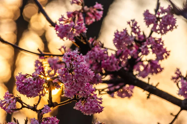 Kirschblüte Sakura Prunus Serrulata Kanzan Oder Sekiyama Natürliches Licht Hochwertiges — Stockfoto