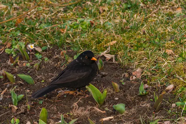 Maschio Merlo Comune Turdus Merula Stagione Primaverile Uccello Sull Erba — Foto Stock