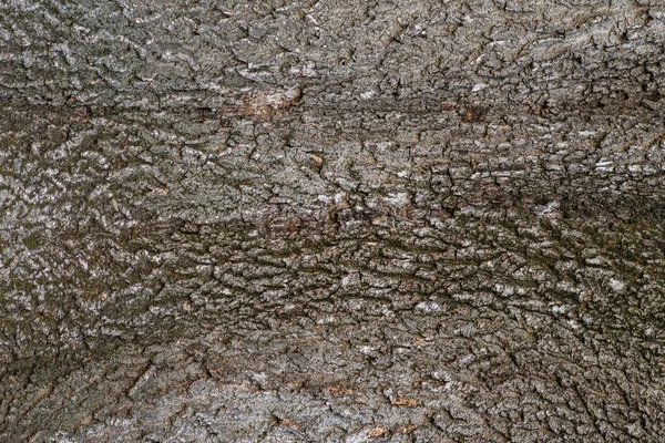 Beautiful Bark Pattern Traces Separation Can Clearly Seen Perfect Background — ストック写真