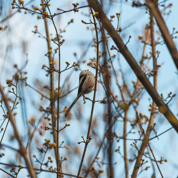 Kvinnliga Huset Sparrows Passer Domesticus Sittande Gren Våren Europa — Stockfoto