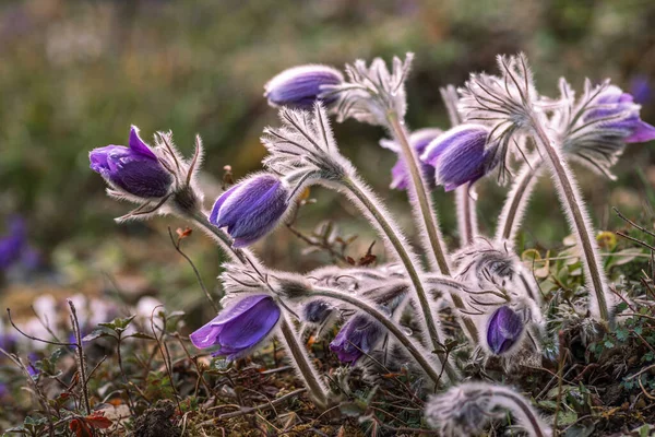 Pulsatilla çayırdaki Doğu Pasque Çiçeğinin patentini aldı. Tomurcuklanan patlamamış Pulsatilla 'nın mor tomurcukları güneşli bir bahar gününde ormandaki çiçeklerin patentini alır. Mor çiçekli bahar kartpostalı.