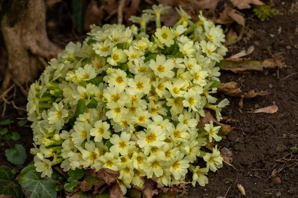 Fiori Primula Primula Vulgaris Primavera Primule Fiori Gialli Primula Polyanthus — Foto Stock