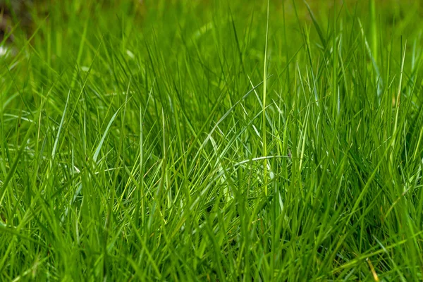 Elytrien Krautiger Hintergrund Aus Saftigen Hohen Grünen Couchgras Nahaufnahme Frisches — Stockfoto