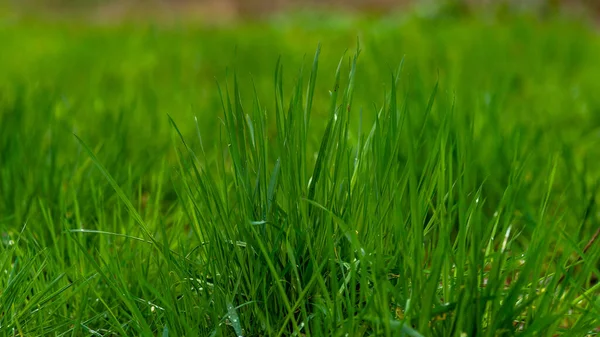 Elytrigia Herbaceous Background Juicy High Green Couch Grass Close Fresh — Stock Photo, Image