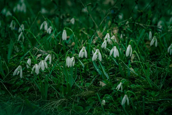 Close Gotas Neve Comuns Flor Ommon Snowdrop Galanthus Nivalis Flores — Fotografia de Stock