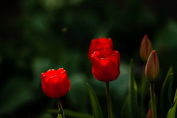 Červený Žlutý Tulipán Zblízka Přírodním Prostředí Zahradě Okvětní Lístky Růží — Stock fotografie