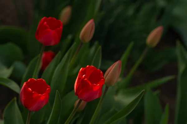 Červený Žlutý Tulipán Zblízka Přírodním Prostředí Zahradě Okvětní Lístky Růží — Stock fotografie
