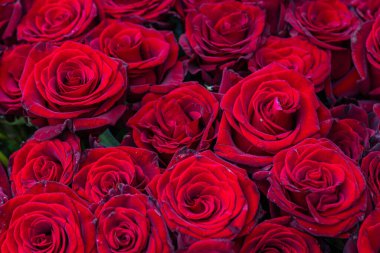 Bir buket kırmızı gül, arka plan olarak çiçek tomurcukları. Doğal kırmızı gül arka planı. Bayramın rengi. Bir kadına hediye. Koyu kırmızı renk.