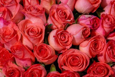 Pembe romantik güller. Yumuşak odaklı çiçek arkaplanı. Renkli bir arka plan. Pencerede buket