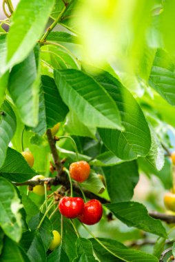 Bahçedeki bir ağacın üzerinde olgun kiraz dalları kiraz ağacından sarkan olgun kirazlar. Yazın başında hasattan hemen önce olgun vişne arkaplanı. desen