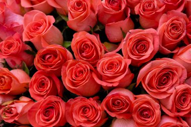 Pembe romantik güller. Yumuşak odaklı çiçek arkaplanı. Renkli bir arka plan. Penceredeki buket, desen, siyah doğal arkaplan