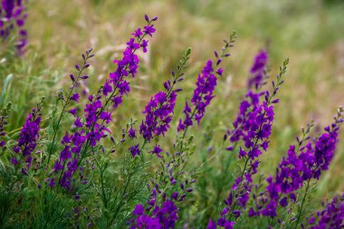 Delphinium ajacis arka planı kapatın. Çok renkli Larkspur çiçekleri. Delphinium putple, mavi, pembe çiçekler bahçede yetişir, Rocket Larkspur (Consolida ambigua) ile çiçek tarlası. Oryantalis