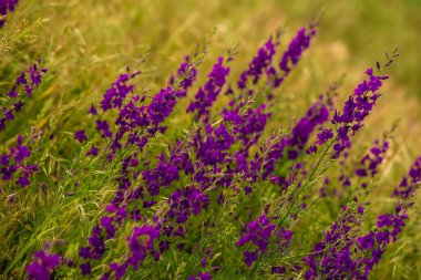 Delphinium ajacis arka planı kapatın. Çok renkli Larkspur çiçekleri. Delphinium putple, mavi, pembe çiçekler bahçede yetişir, Rocket Larkspur (Consolida ambigua) ile çiçek tarlası. Doğulu, ayyaş köpek çobanı.