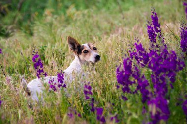 Delphinium ajacis arka planı kapatın. Çok renkli Larkspur çiçekleri. Delphinium putple, mavi, pembe çiçekler bahçede yetişir, Rocket Larkspur (Consolida ambigua) ile çiçek tarlası. Doğulu, ayyaş köpek çobanı.