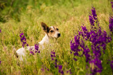 Delphinium ajacis arka planı kapatın. Çok renkli Larkspur çiçekleri. Delphinium putple, mavi, pembe çiçekler bahçede yetişir, Rocket Larkspur (Consolida ambigua) ile çiçek tarlası. Doğulu, ayyaş köpek çobanı.