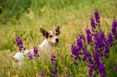 Delphinium ajacis arka planı kapatın. Çok renkli Larkspur çiçekleri. Delphinium putple, mavi, pembe çiçekler bahçede yetişir, Rocket Larkspur (Consolida ambigua) ile çiçek tarlası. Doğulu, ayyaş köpek çobanı.