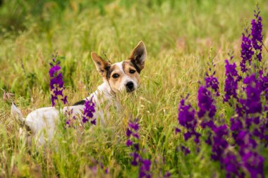 Delphinium ajacis arka planı kapatın. Çok renkli Larkspur çiçekleri. Delphinium putple, mavi, pembe çiçekler bahçede yetişir, Rocket Larkspur (Consolida ambigua) ile çiçek tarlası. Doğulu, ayyaş köpek çobanı.