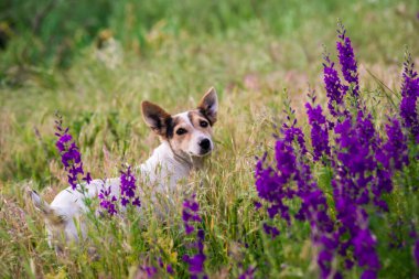 Delphinium ajacis arka planı kapatın. Çok renkli Larkspur çiçekleri. Delphinium putple, mavi, pembe çiçekler bahçede yetişir, Rocket Larkspur (Consolida ambigua) ile çiçek tarlası. Doğulu, ayyaş köpek çobanı.