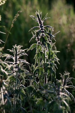 Leonurus kardiyak, anasının kuzusu, kurt otu, aslan kulağı, ters yapraklı aslan kuyruğu şifalı bitki yazın açan tırtıklı yapraklar, gün batımında bahar