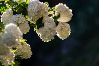 Bahçedeki güzel beyaz çiçekler