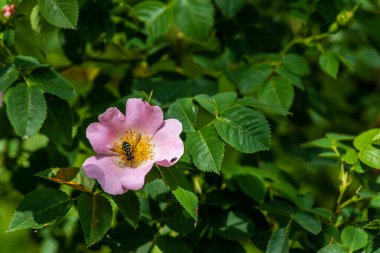 Çiçek açarken çalılıklarda güllük gülistanlık çiçekler. Arı