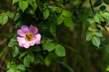 Çiçek açarken çalılıklarda güllük gülistanlık çiçekler. Arı