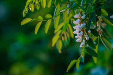 Akasya ağacı baharda çiçek açıyor. Çiçek dalları mavi, yeşil arkaplanlı. Beyaz akasya çiçekleri, güneşli bir gün, gün batımı. Bol çiçeklenme var. Yumuşak kokulu bal için nektar kaynağı.
