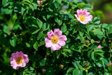 Çiçek açarken çalılıklarda güllük gülistanlık çiçekler. Arı