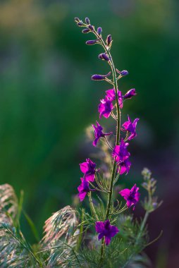 Delphinium ajacis arka planı kapatın. Çok renkli Larkspur çiçekleri. Delphinium putple, mavi, pembe çiçekler bahçede yetişir, Rocket Larkspur (Consolida ambigua) ile çiçek tarlası. Oryantalis