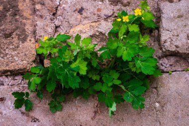 Bahçede ecza bitkisi var. Çiçekli selandin. Daha büyük celandin (Chelidonium majus, tetterwort, nipplewort veya swallowwort, St John 's wort). Çiçek arka planı.