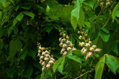 Kestane ağacı dalının çiçekleri ilkbaharın başlarında taze yeşil yapraklar seçici odak, Aesculus hipokastanum bahar çiçeği beyaz at kestanesi ağacı. Mavi gökyüzü, kopyalama alanı, Aesculus çiçeği, buckey