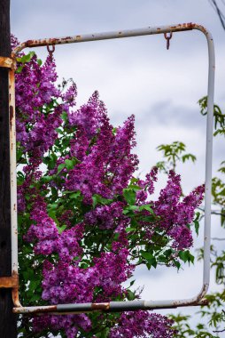 Mor, beyaz şırınga, leylak ya da sıradan leylak, yeşil arka planda çiçek dalları, doğal bahar arkaplanı, yumuşak seçici odak. Yüksek kalite fotoğraf,