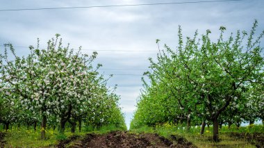 Süslü elma ve meyve ağaçlarının güzel çiçek açtığı sıra. Tarım, sabah, mevsimsel arka plan. Bahar zamanı çiçek açan meyve bahçesi. Dramatik bahçedeki ağaçların manzarası. Toprağın güzelliği,