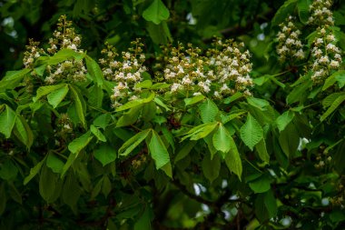 Kestane ağacı dalının çiçekleri ilkbaharın başlarında taze yeşil yapraklar seçici odak, Aesculus hipokastanum bahar çiçeği beyaz at kestanesi ağacı. Mavi gökyüzü, kopyalama alanı, Aesculus çiçeği, buckey