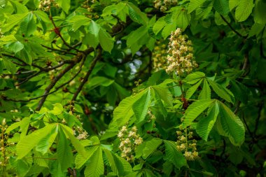 Kestane ağacı dalının çiçekleri ilkbaharın başlarında taze yeşil yapraklar seçici odak, Aesculus hipokastanum bahar çiçeği beyaz at kestanesi ağacı. Mavi gökyüzü, kopyalama alanı, Aesculus çiçeği, buckey